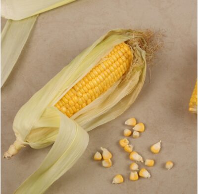 American Sweet Corn Cob